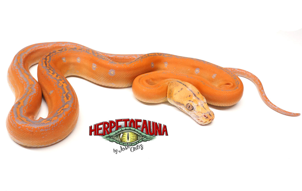 Male Citrus Albino Goldenchild Retic