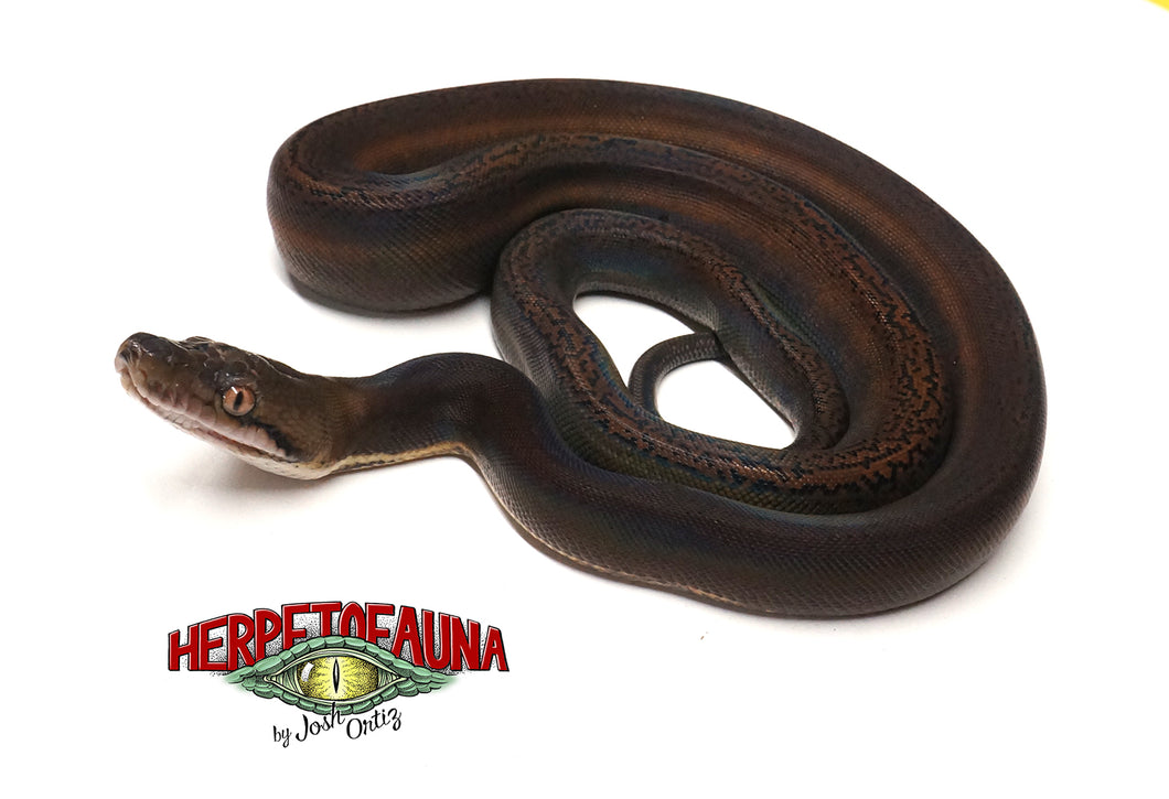 Male Goldenchild Het Albino Het Orange Ghost Stripe Retic
