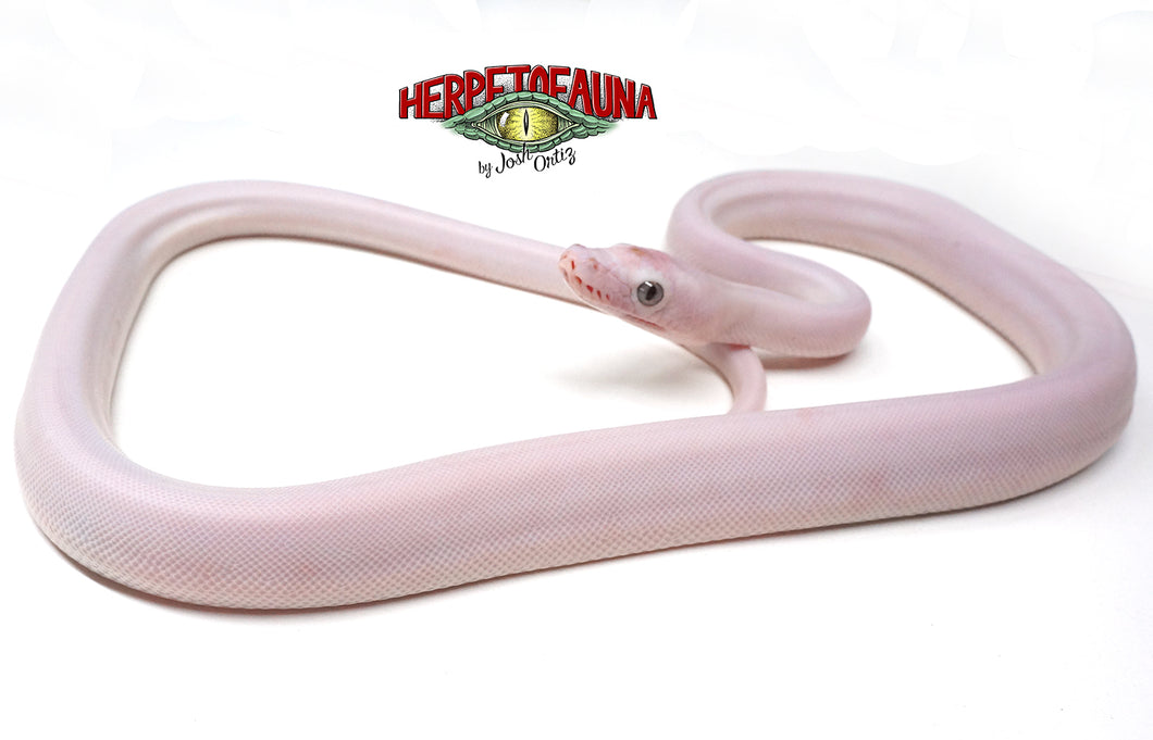Female Goldenchild Cow Retic
