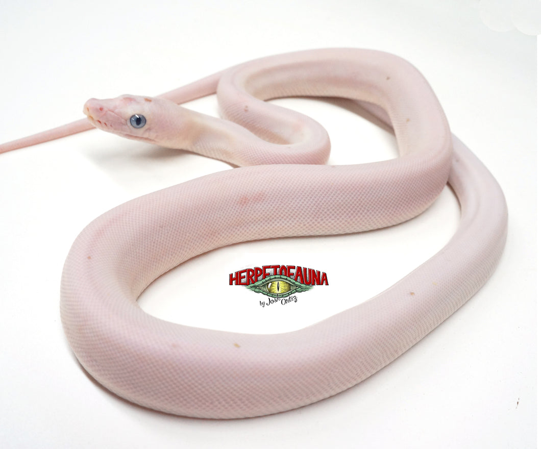 Male Goldenchild Cow Retic