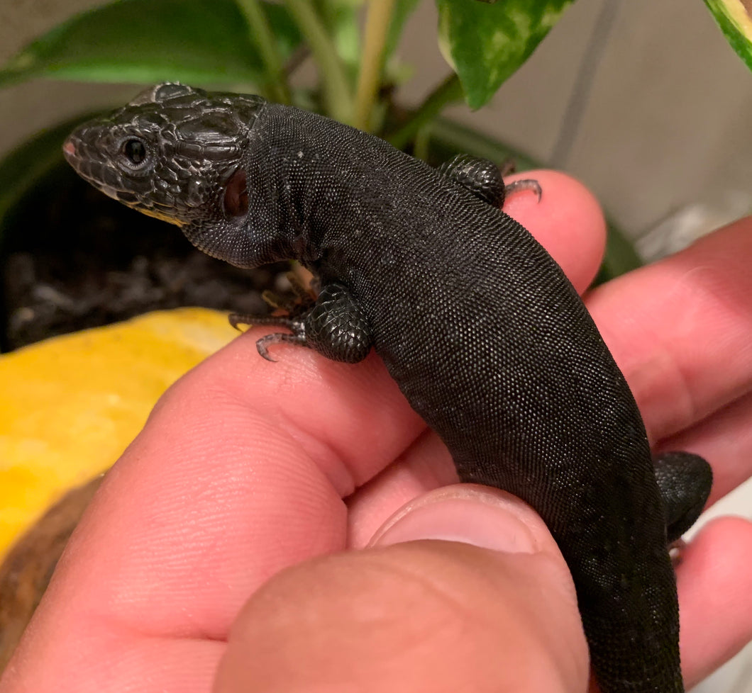 Captive-Bred Juvenile Melanistic Jeweled Lacerta