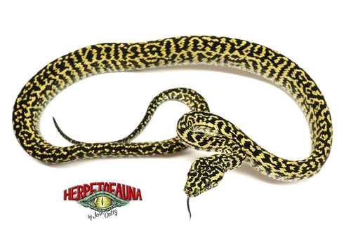 Female Wow Line Zebra Jungle Carpet Python