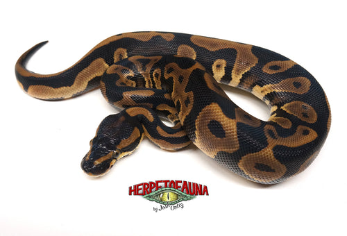 Male Leopard 100% Het Pied Ball Python