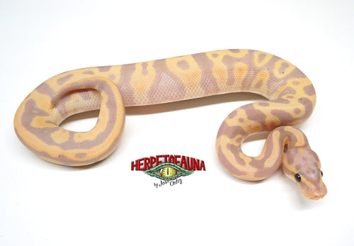 Male Coral Glow (Female Maker) Leopard 100% Het Pied Ball Python
