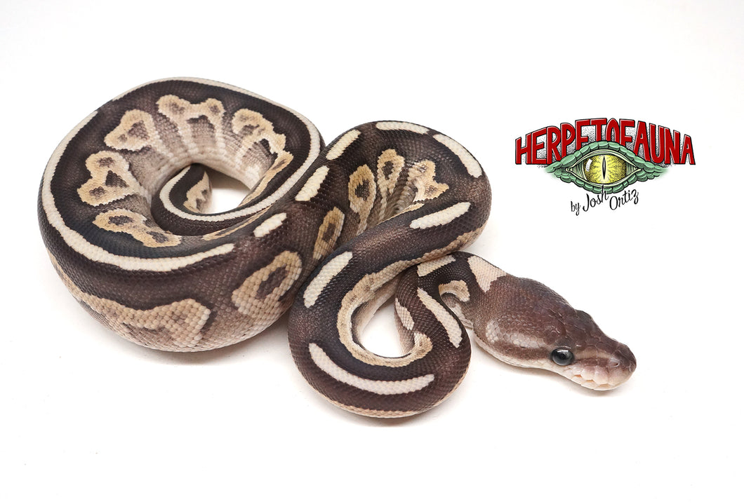 Female Mojave Vanilla Ball Python