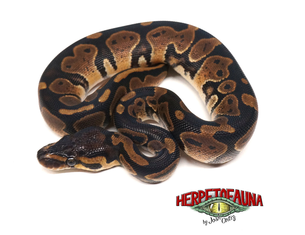 Female Sable Ball Python