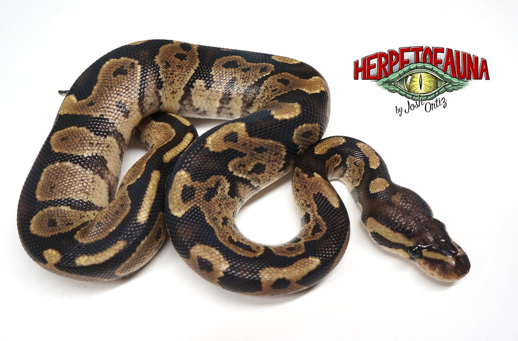 Male Sable Ball Python