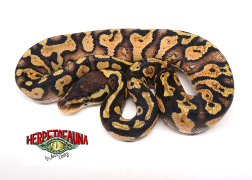 Female Pastel Yellowbelly Ball Python