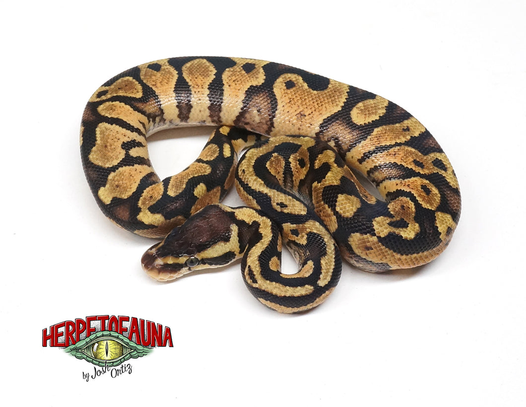 Female Pastel Enchi Ball Python