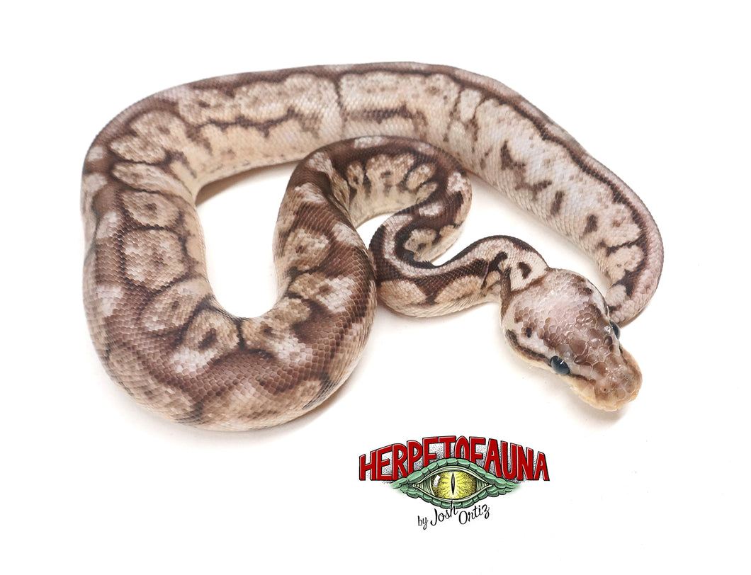 Female Pewterbee Ball Python