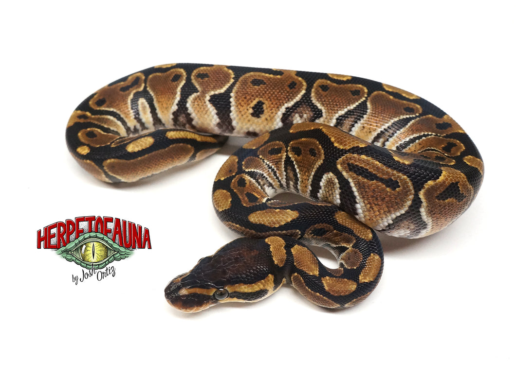 Female Het Lavender Ball Python