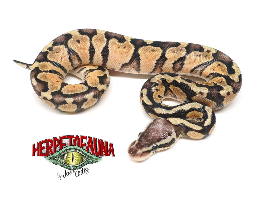 Female Super Pastel Ball Python