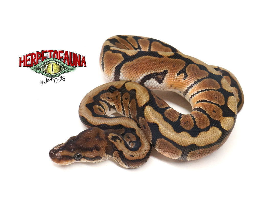 Female Hidden Gene Woma Het Ghost Ball Python