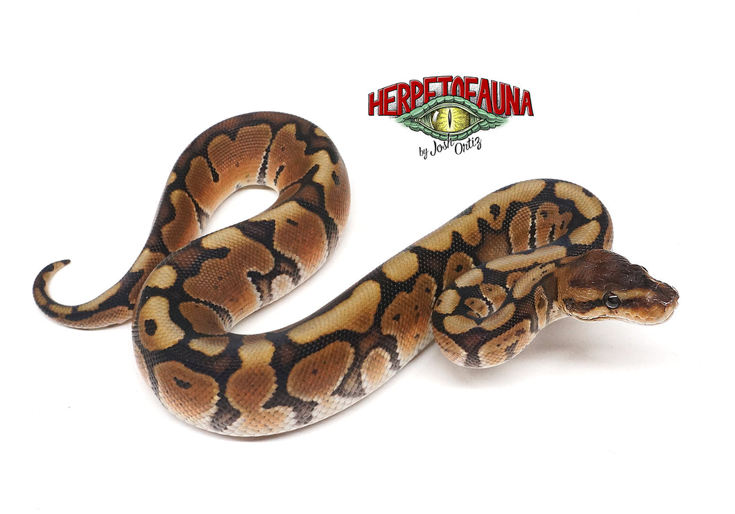 Male Hidden Gene Woma Het Ghost Ball Python