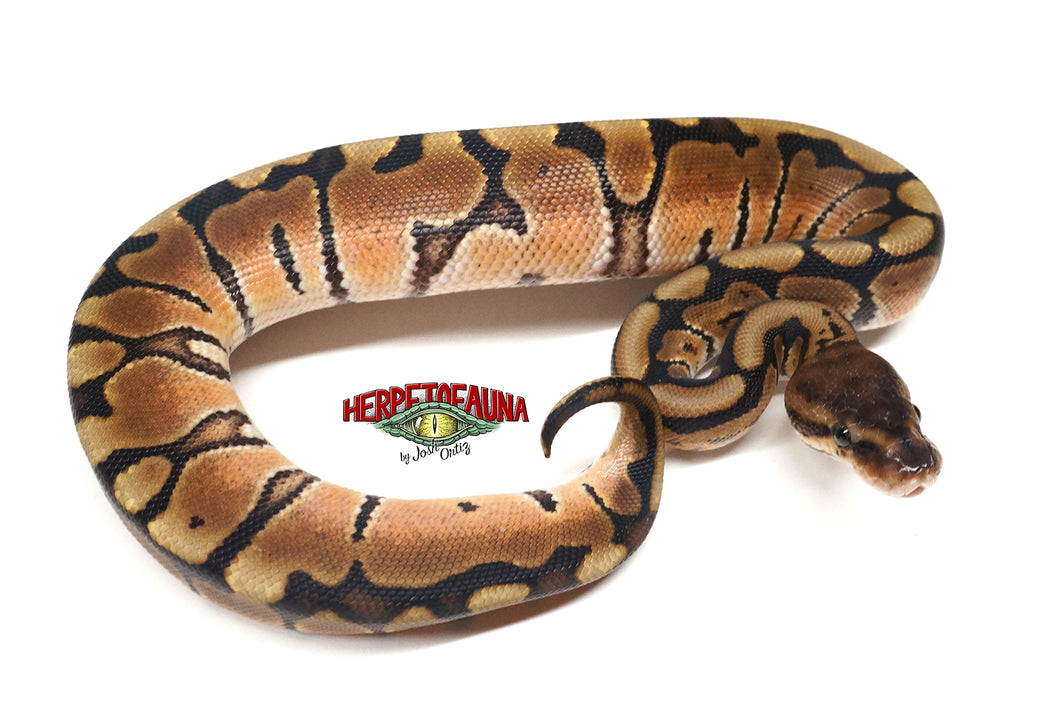 Female Hidden Gene Woma Het Ghost Ball Python