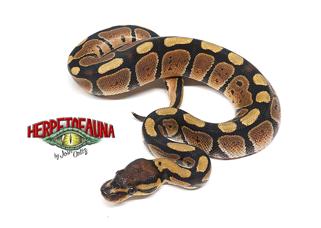 Female Het Ghost Ball Python