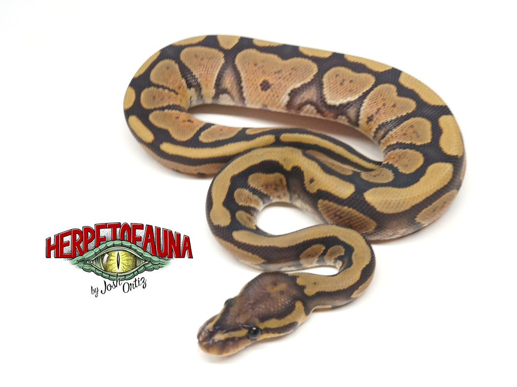 Male Ghost Ball Python