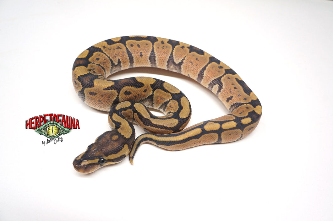 Male Ghost Ball Python