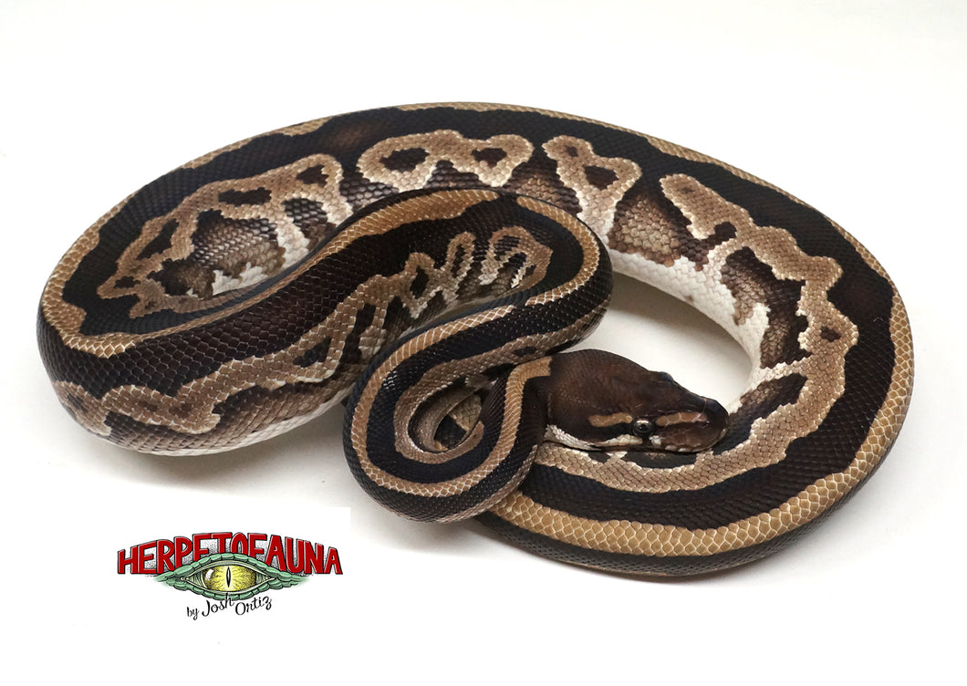 Male Subadult Mojave 66% Possible Het Pied Ball Python 