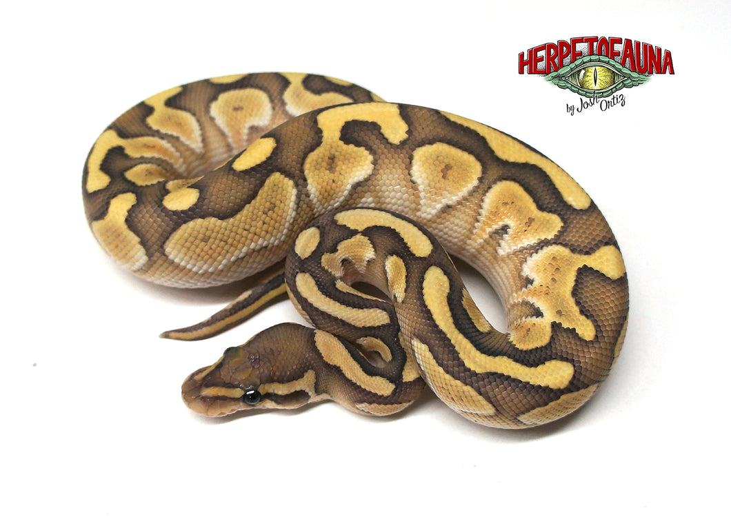 Male Butter Ghost Ball Python