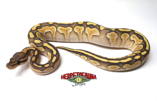 Female Butter Ghost Ball Python