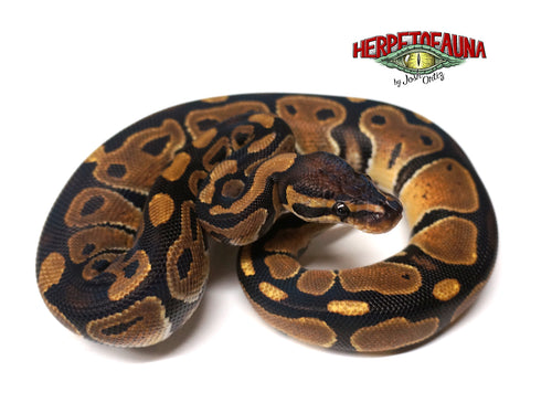 Male Het Lavender Albino Ball Python