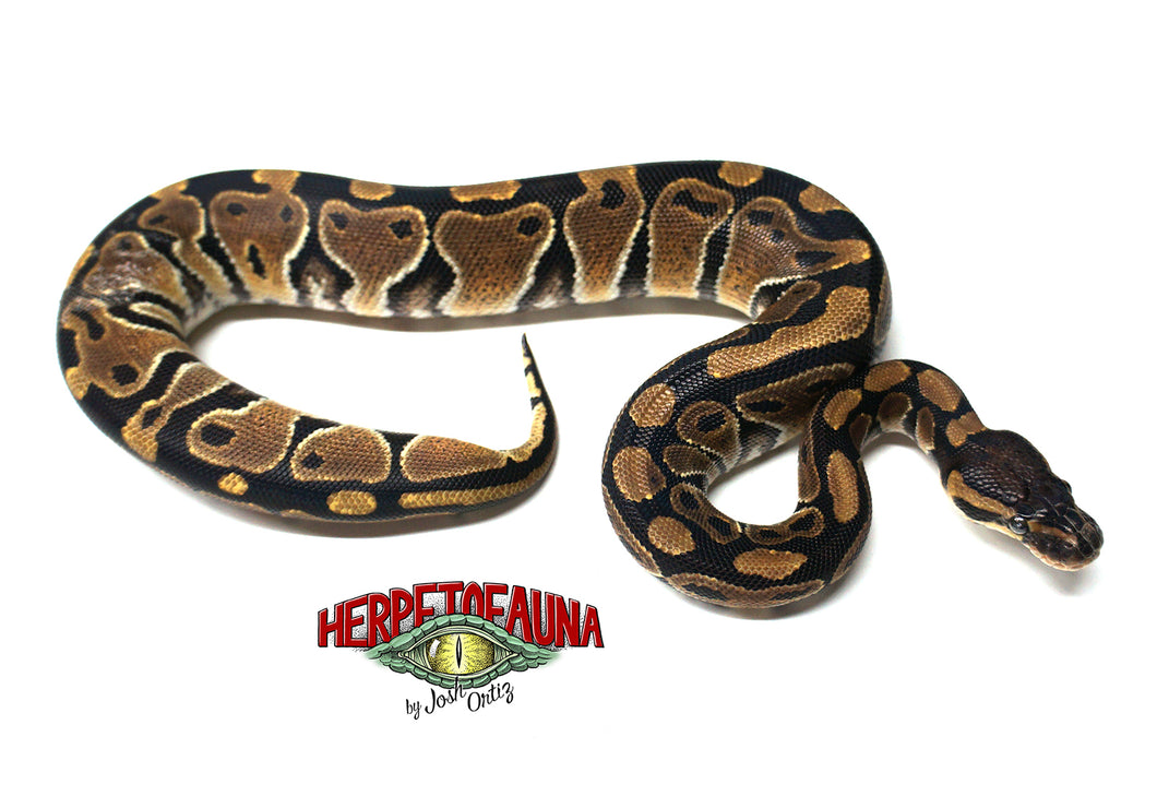 Female Het Lavender Albino Ball Python