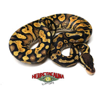 Female Pastel Yellowbelly Ball Python