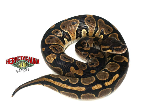 Female Sable Ball Python