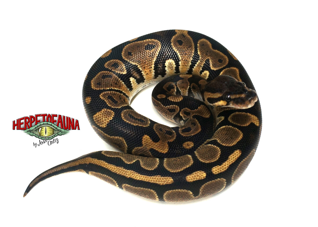 Female Sable Ball Python