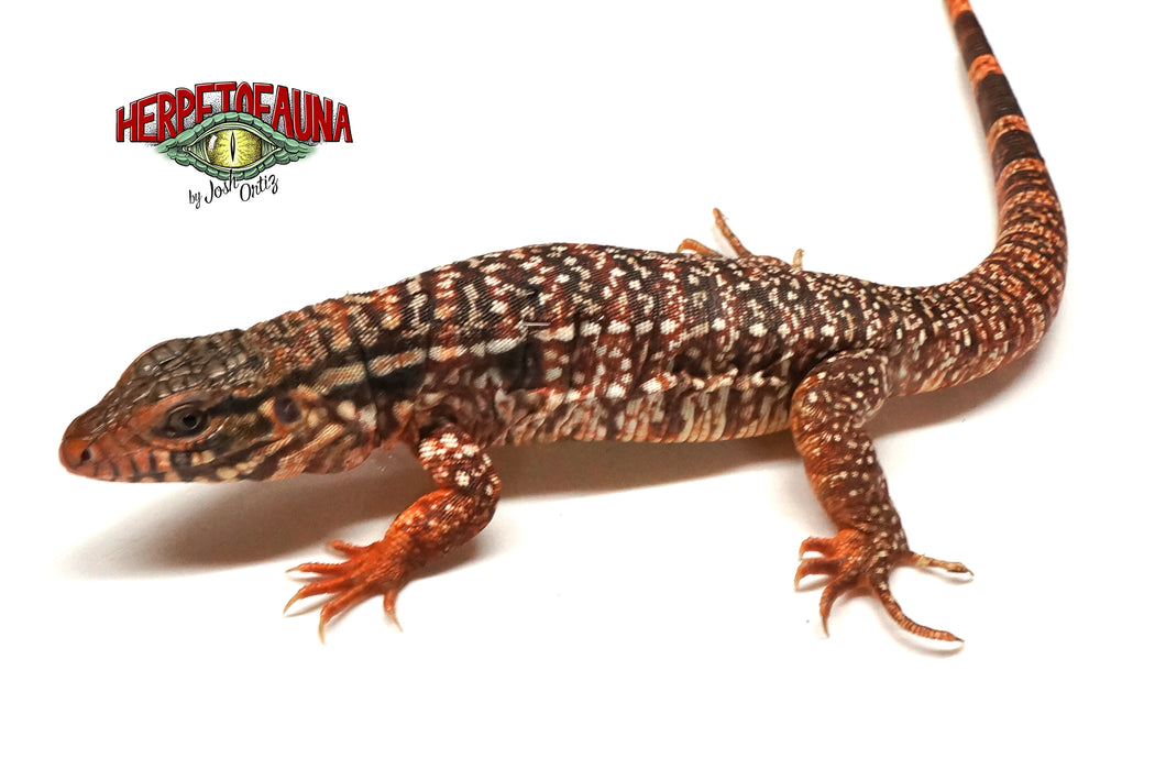 Captive-Bred F2 Pure Argentine Red Tegu