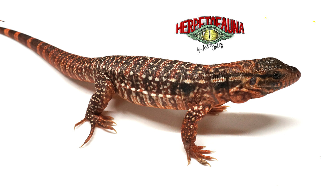 Captive-Bred F2 Pure Argentine Red Tegu