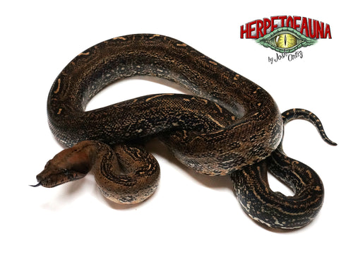 Female Sonoran Leopard Boa (4ft)