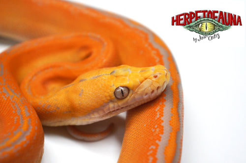 Male Lavender Albino Goldenchild Retic