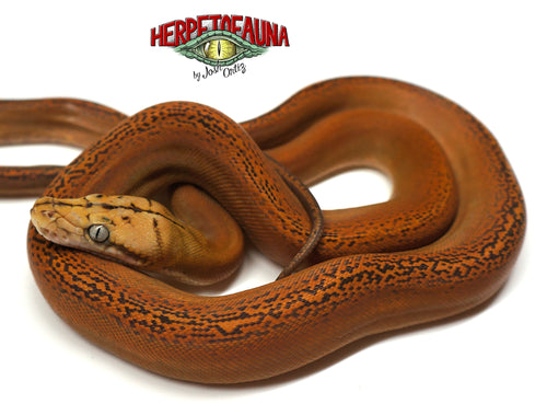 Male Mochino Goldenchild Retic