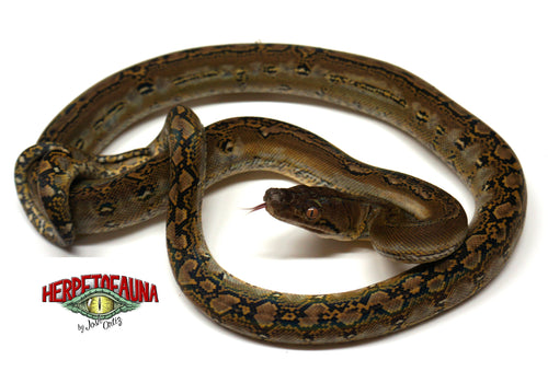 Male Marble Retic