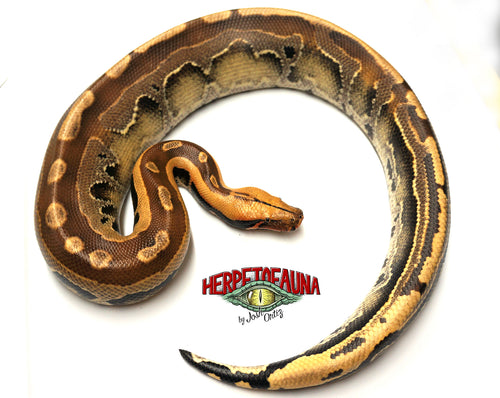 Male Het Ultra-breit Borneo Short tail Python