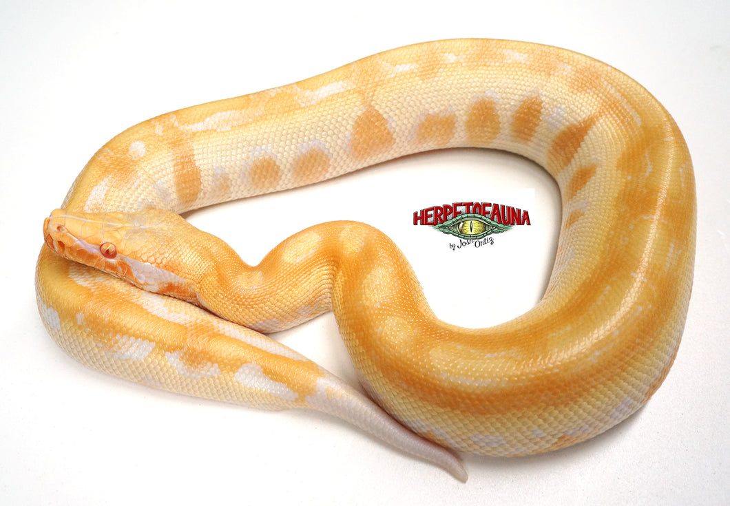 Male T- Albino Matrix Blood Python