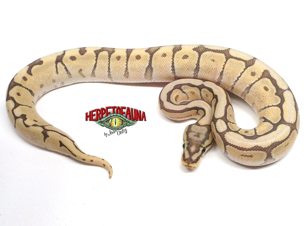 Male Honeybee Ball Python