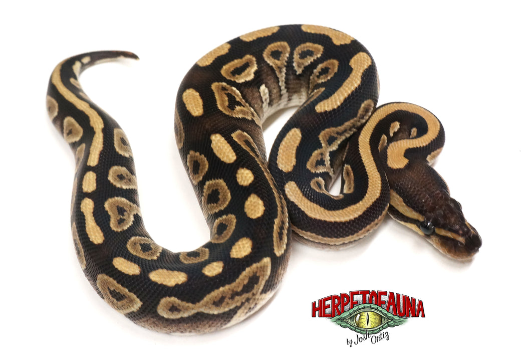 Female Mojave Ball Python