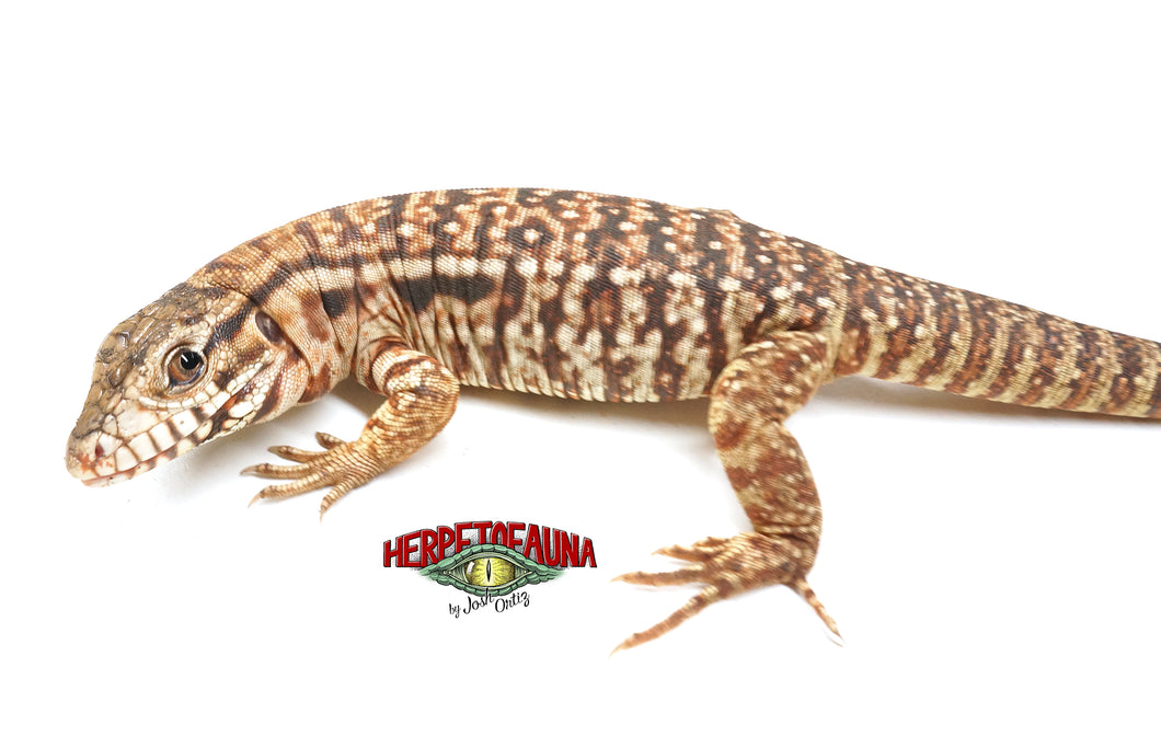 Argentine Red Tegu