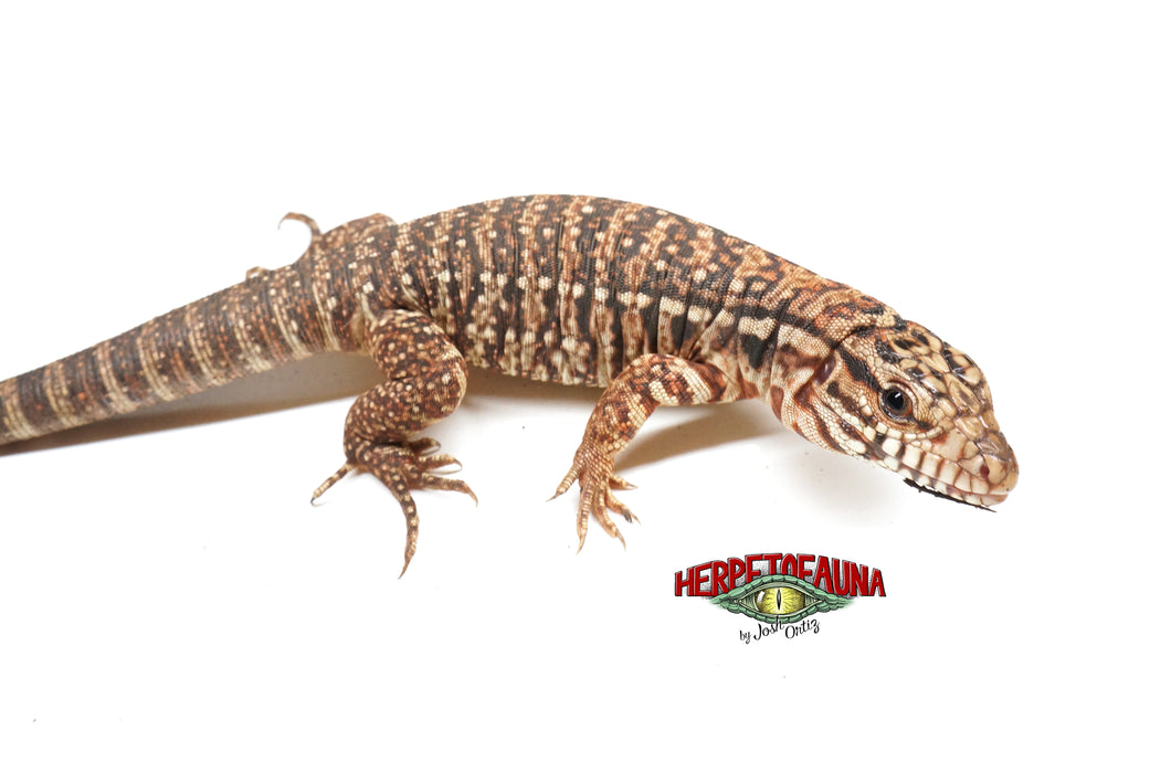 Argentine Red Tegu