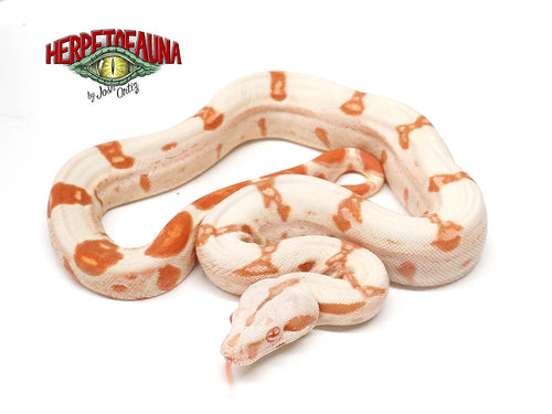 Male Sunglow (Kahl) Boa