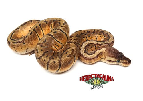 Female Lemonblast Ball Python