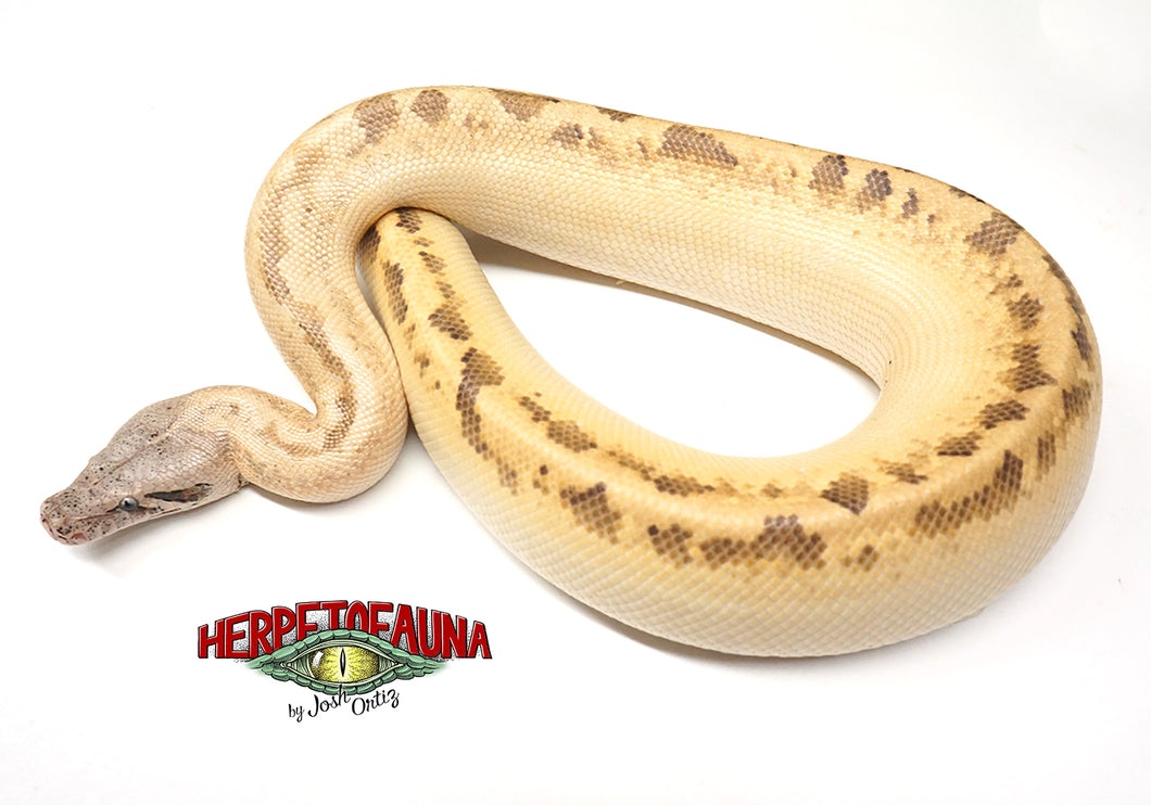 Male Ivory Blood Python 