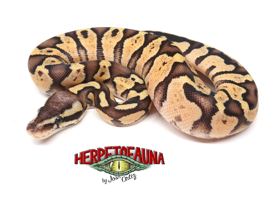 Female Firefly Ball Python