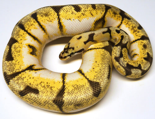 Male Breeder Bumblebee Enchi Ball Python