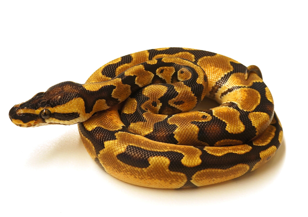 Male Enchi Ball Python