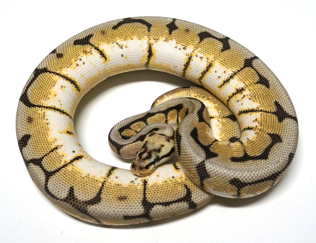 Female Subadult Bumblebee 66% Possible Het Genetic Stripe Ball Python