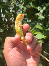 Albino Green Iguana